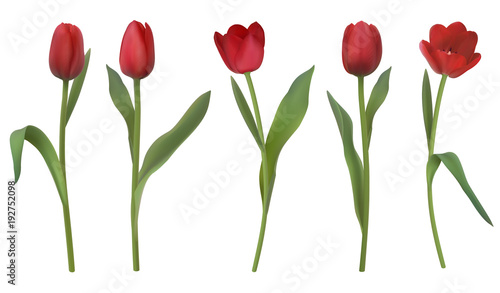 Set of red realistic vector tulip flowers. Elements of flower decor for a greeting card women s day or mother s day. Buds and leaves of different shapes. Isolated on white background.