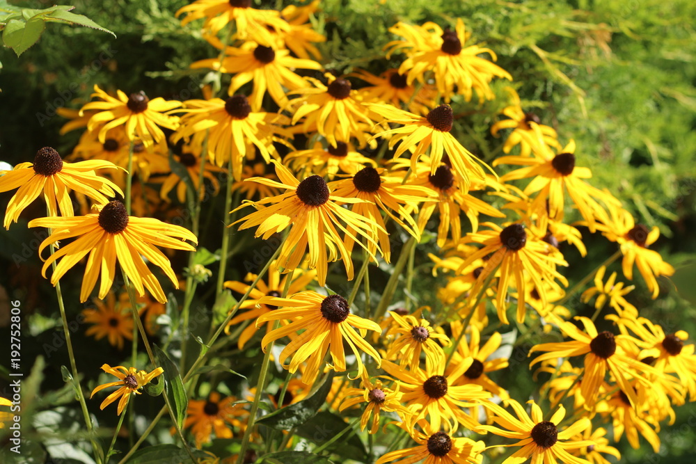 Rudbekia Rudbekia