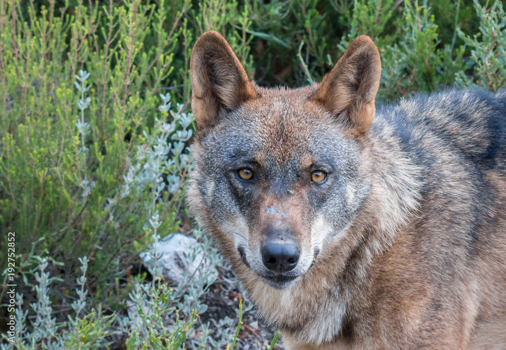 the Iberian wolf, beautiful animal of our country hated by some and loved by others the Iberian wolf, beautiful animal of our country hated by some and loved by others