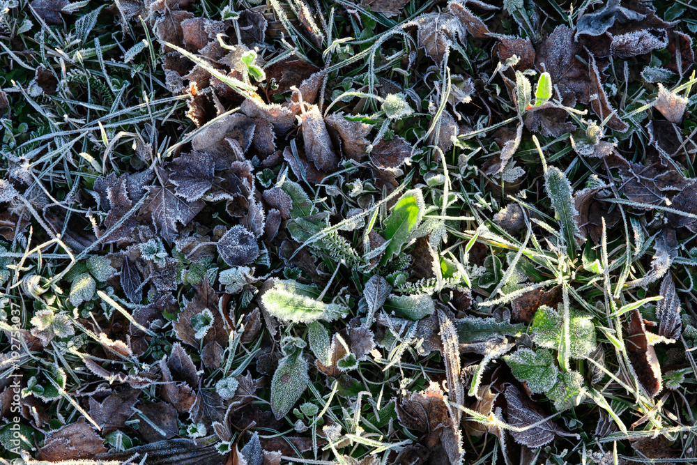 forsted leaves - frozen land forsted leaves - frozen land