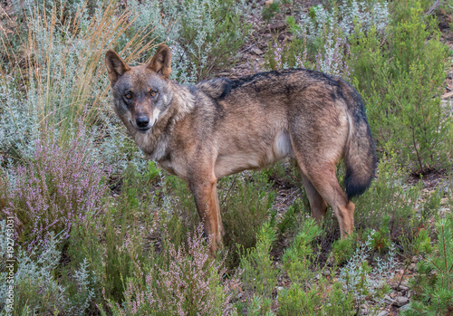 the Iberian wolf  beautiful animal of our country hated by some and loved by others