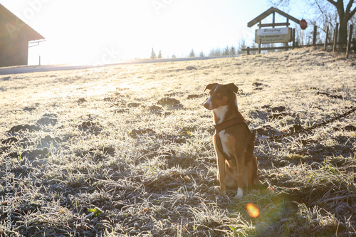 Sunny, frosted mountain meadow with dog photo