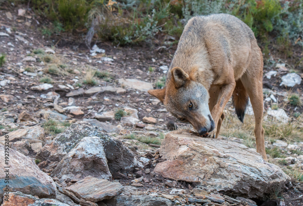 the Iberian wolf, beautiful animal of our country hated by some and loved by others the Iberian wolf, beautiful animal of our country hated by some and loved by others