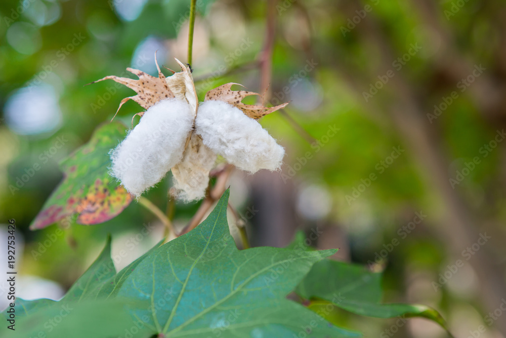 Ripe cotton balls on the cotton tree branch Ripe cotton balls on the cotton tree branch