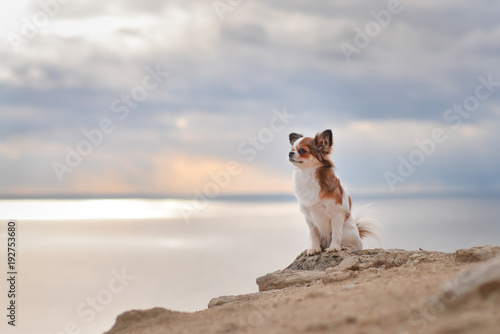 Photography dog on the rock