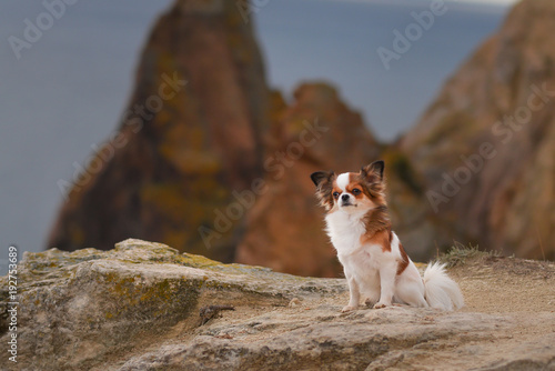 dog on the rock