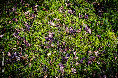 Green grass  background brown leafs