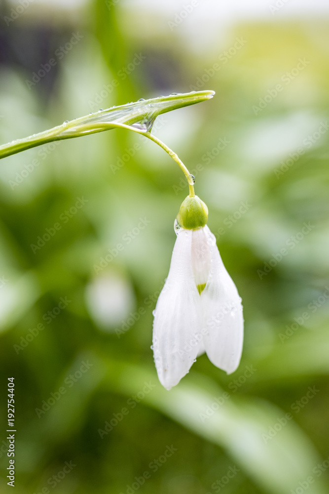 single snowdrop flower covered with rain drops in the morning single snowdrop flower covered with rain drops in the morning