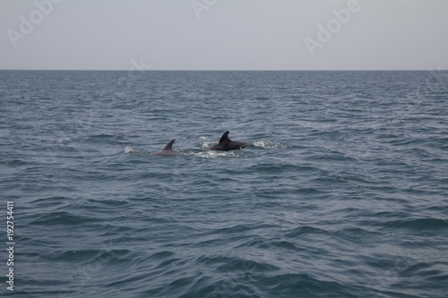 Dolphins swimming in the ocean at Zanzibar, Tanzania (Africa)