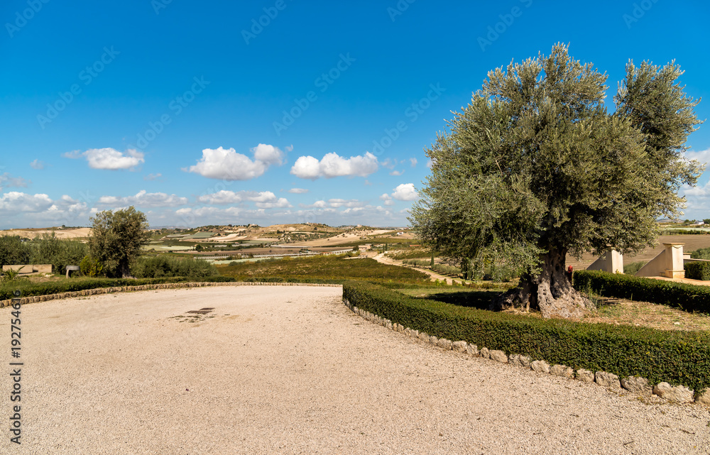 Ancient olive tree with Sicilian countryside landscape in background.