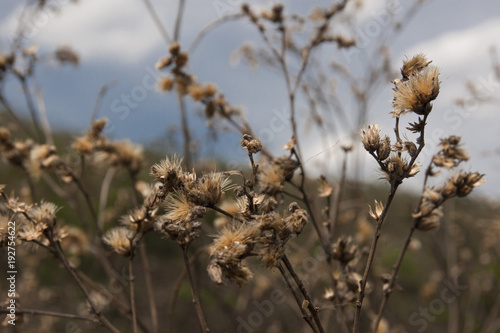 Flowers of brazilian cerrado © Rodrigo G. Castro