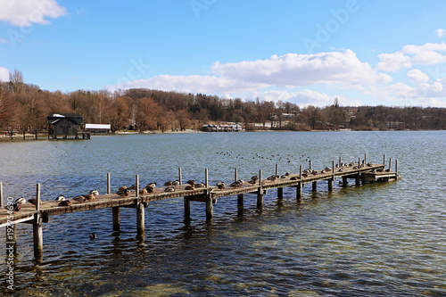 Winter view of Ammersee, Bavarian lake near Munich: coastline and wooden jetty full of mallards crouched on in the sun