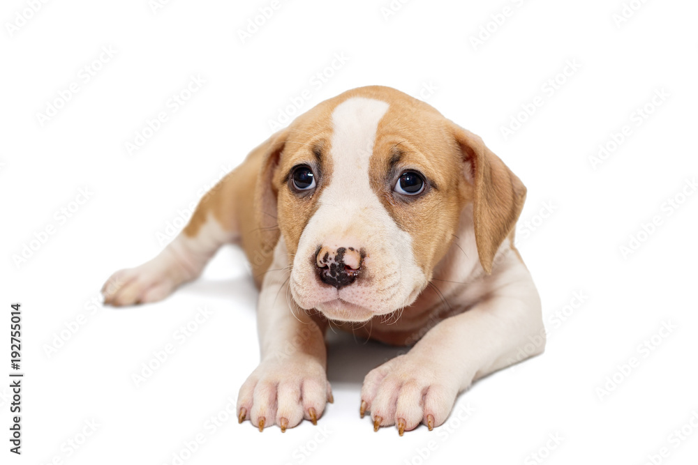 Small Staffordshire Terrier puppy