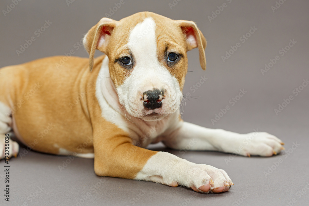 Puppy Staffordshire Terrier
