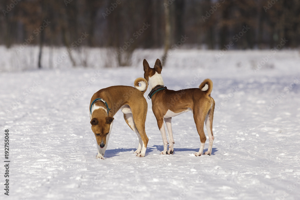 Fototapeta premium Portrait of the Dogs Basenji in the park. Winter cold day. Snow falls