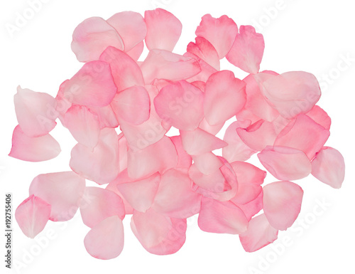 A set of rose petals. Rose-petal.