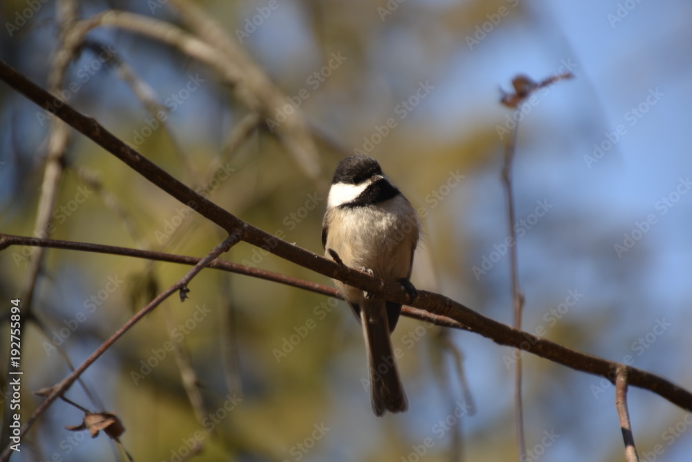 Black-capped Chickadee Black-capped Chickadee