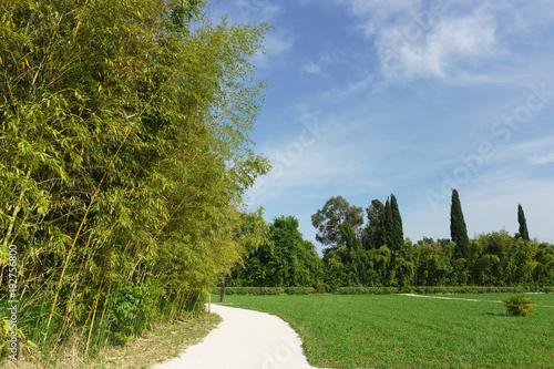 A beautiful city Park with thickets of bamboo-leaf-bearer of blue-green (lat. Phyllostachys viridiglaucescens) photo