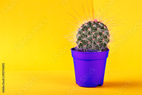 Tiny Cactus in the Pot on Bright Neon Background. Saturated Image