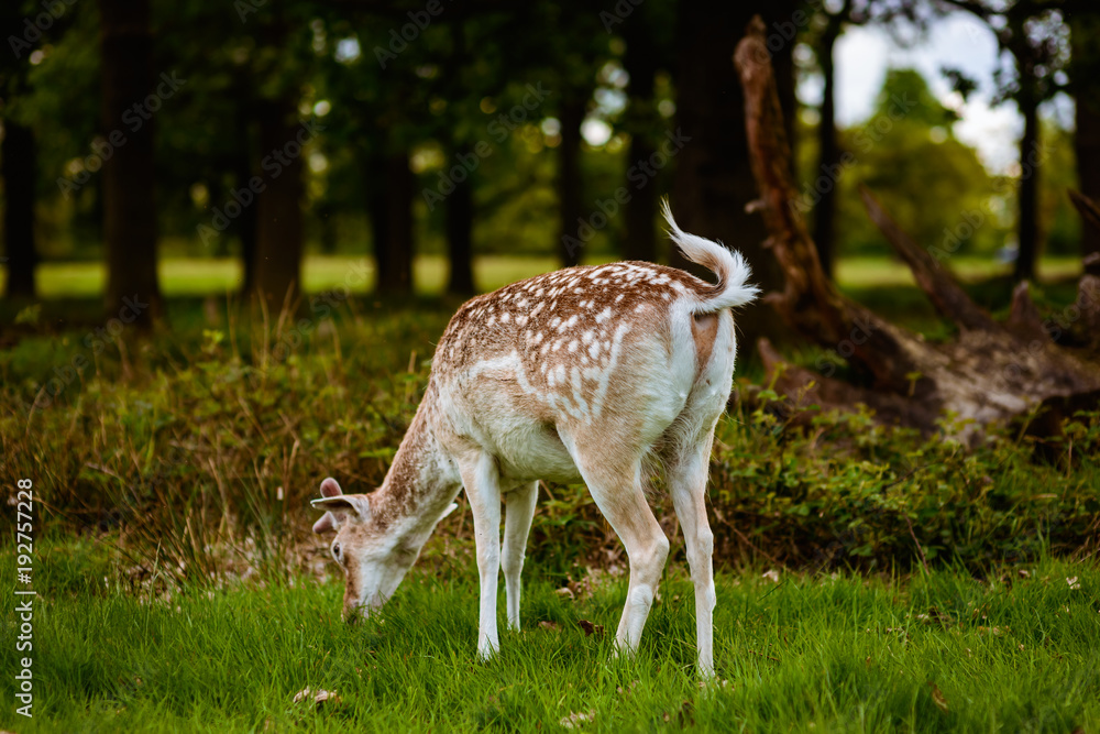 Young baby deer in Richmond nature reserve outdoor Park in London UK. Pictures of wildlife mammal animals in wild nature forest Young baby deer in Richmond nature reserve outdoor Park in London UK. Pictures of wildlife mammal animals in wild nature forest