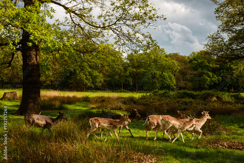 Herd of deer in Richmond nature reserve outdoor Park in London UK. Pictures of wildlife mammal animals in wild nature forest Herd of deer in Richmond nature reserve outdoor Park in London UK. Pictures of wildlife mammal animals in wild nature forest