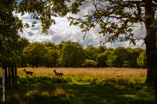 Herd of deer in Richmond nature reserve outdoor Park in London UK. Pictures of wildlife mammal animals in wild nature forest