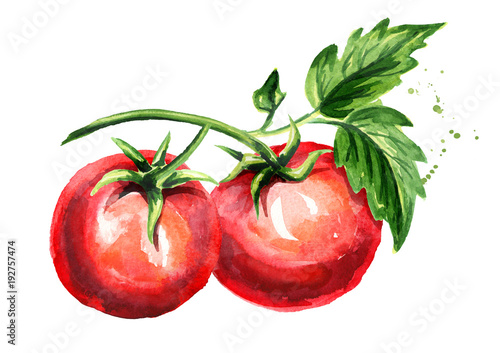 Red tomatoes composition. Watercolor hand drawn illustration, isolated on white background
