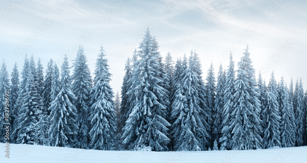 Fantastic winter landscape with snowy trees. Carpathians, Ukraine, Europe Fantastic winter landscape with snowy trees. Carpathians, Ukraine, Europe