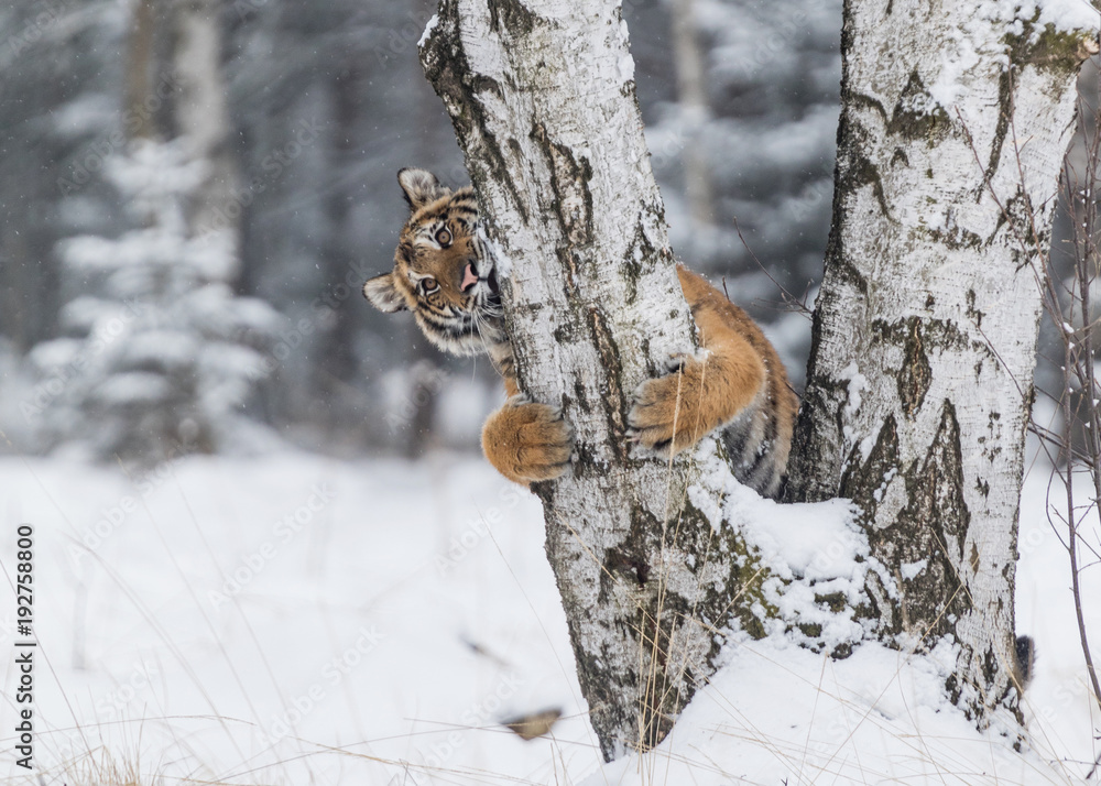 Obraz premium Tygrys syberyjski, Panthera tigris altaica, samiec ze śniegiem w futrze. Tygrys Usurian w dzikim zimowym krajobrazie. Atakowanie drapieżnika w akcji.