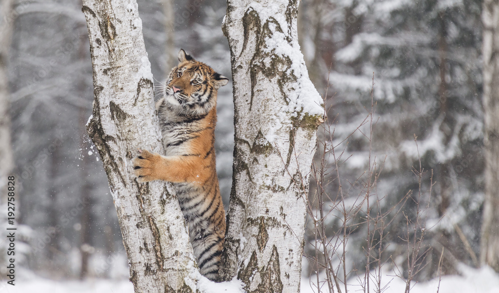 Fototapeta premium Siberian tiger, Panthera tigris altaica, male with snow in fur. Tiger Usurian in a wild winter landscape. Attacking predator in action.