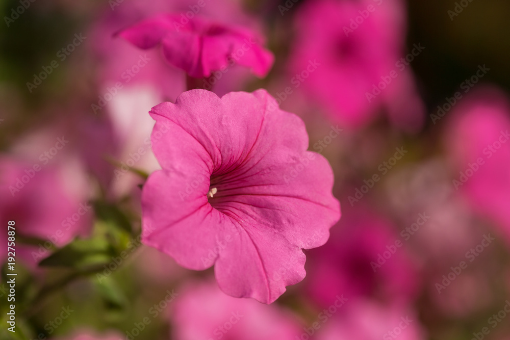 flowers of white and pink petunias outdoors in a flowerbed