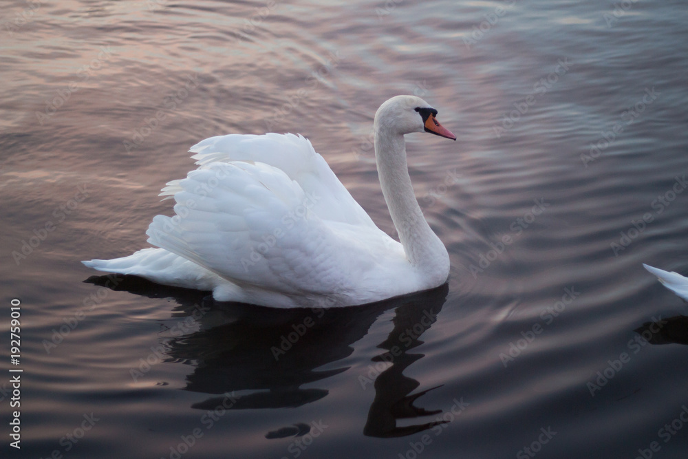 Naklejka premium beautiful swans on the lake
