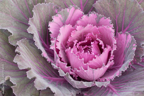 unusual funny flower of Brassica oleracea © guppys