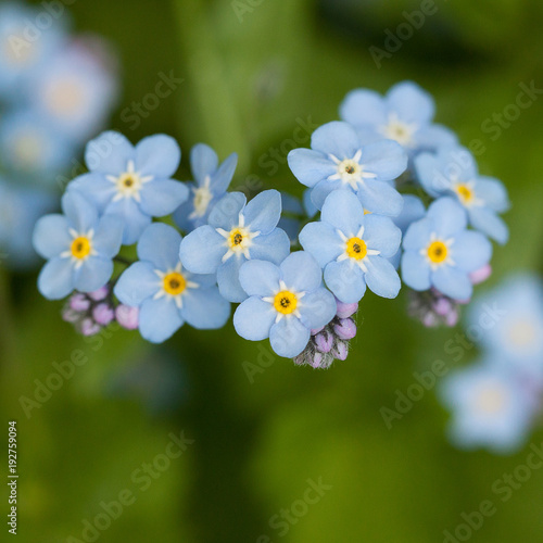 beautiful little blue forget-me-not flowers