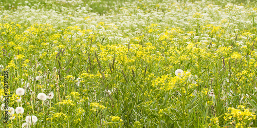 flowering plant with small yellow flowers