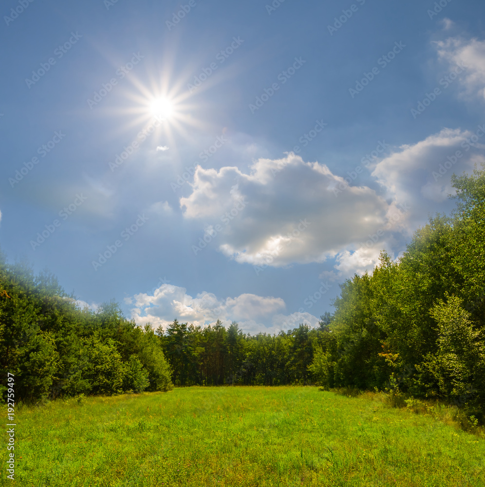beautiful summer forest glade scene beautiful summer forest glade scene