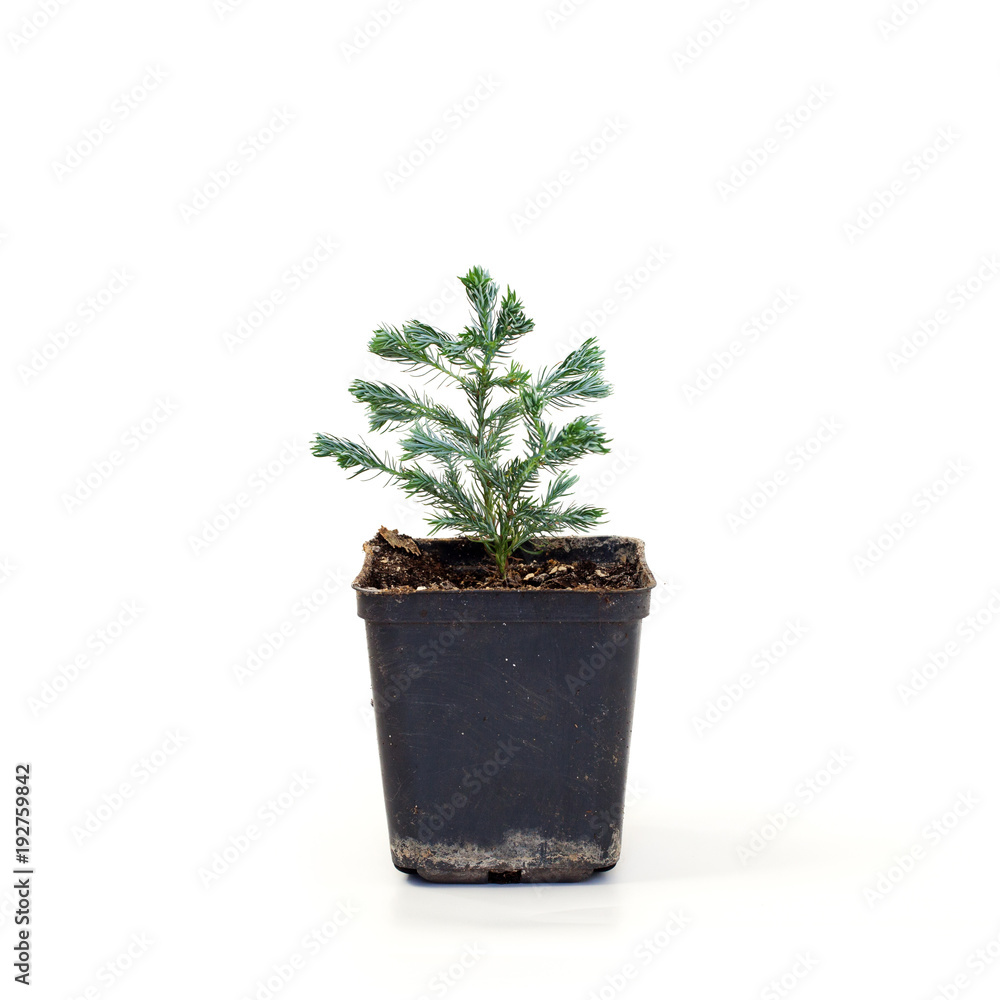 Chamaecyparis pisifera Boulevard on white background. Chamaecyparis pisifera Boulevard on white background.