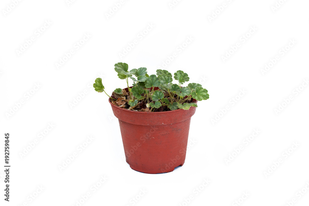 Heuchera sprouts in pot on white background.