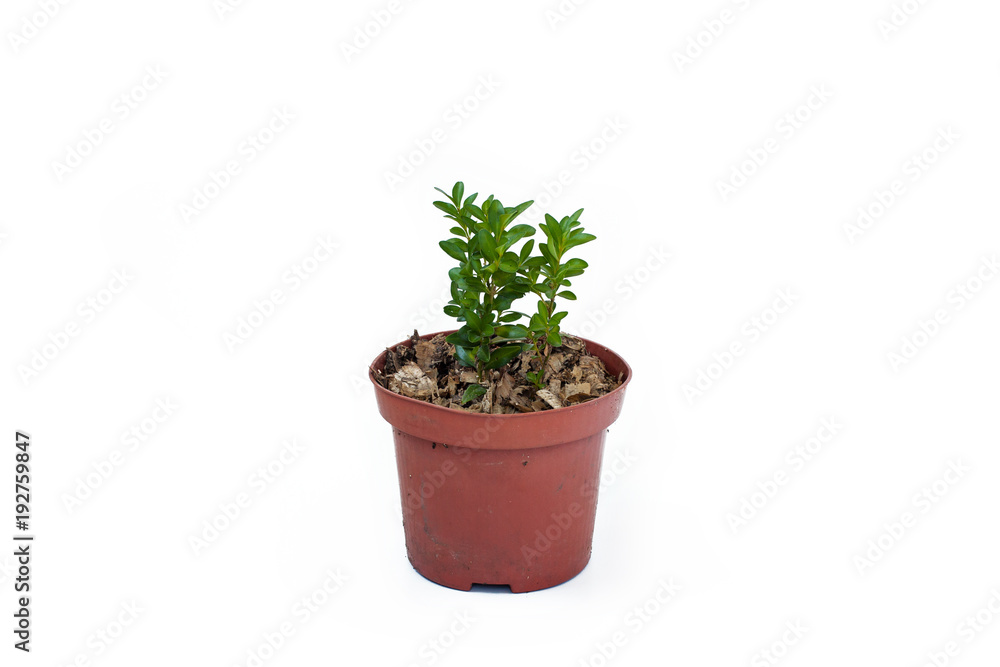 Buxus sprout in pot isolated on white background.