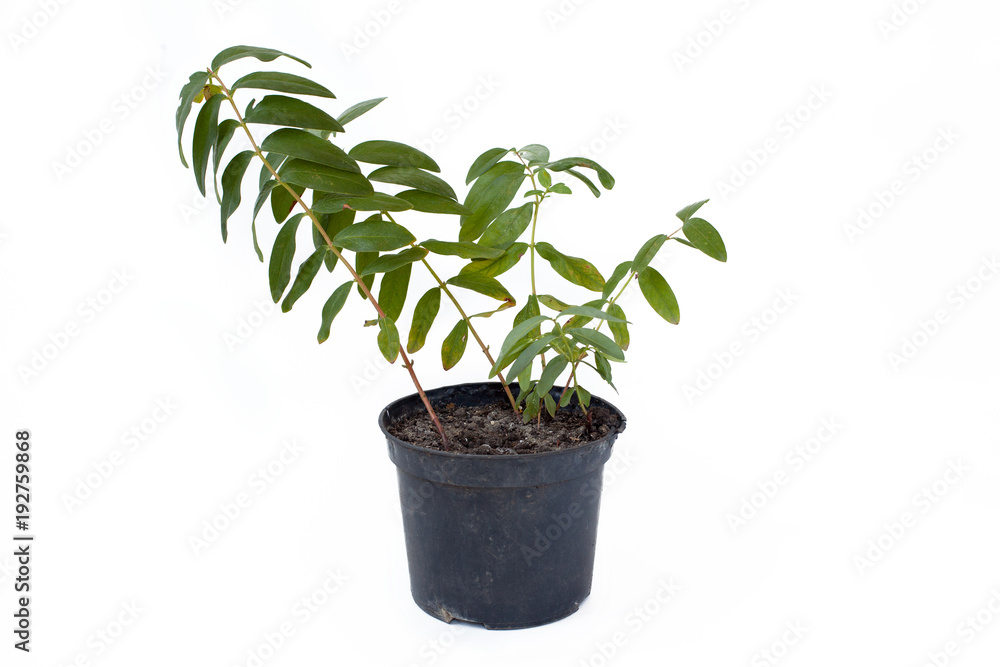 Hypericum calycinum sprout in pot isolated on white background. Hypericum calycinum sprout in pot isolated on white background.