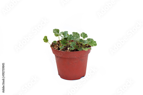 Heuchera sprouts in pot on white background.