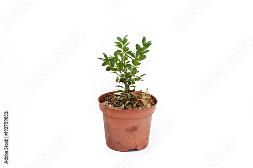 Buxus sprout in pot isolated on white background.