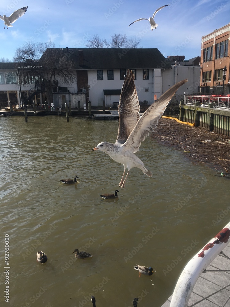 seagull flying over ducks on river Stock Photo | Adobe Stock