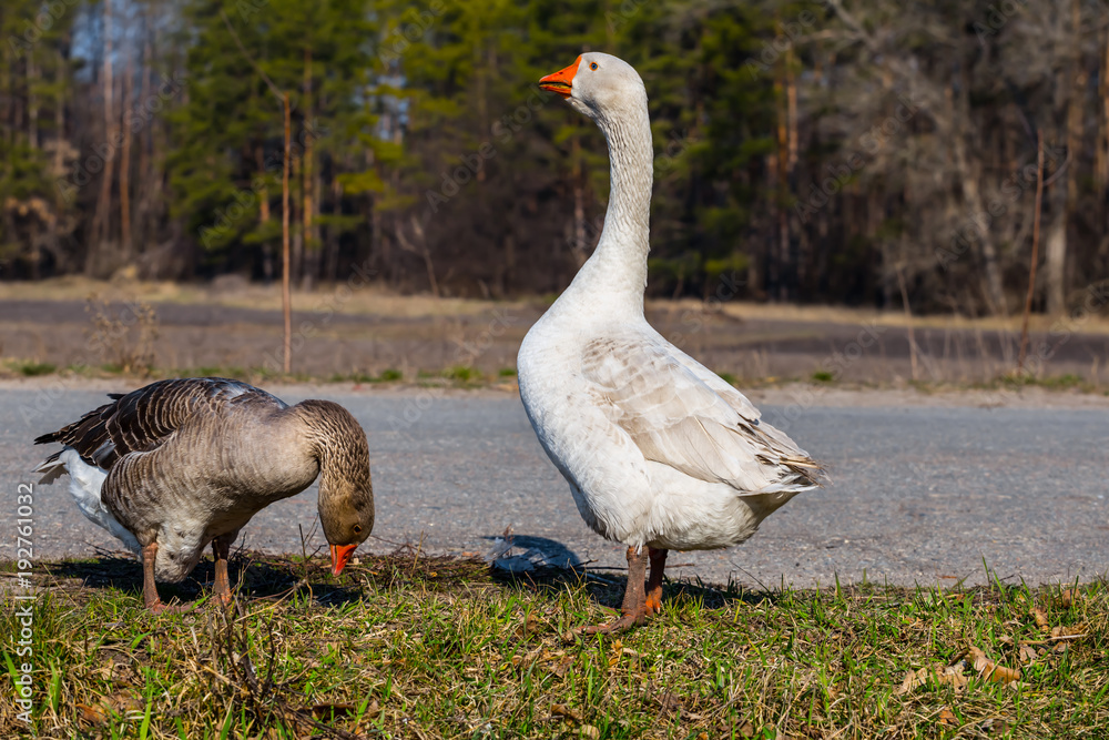 white gooses in a grass, rural scene white gooses in a grass, rural scene