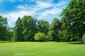 Green glade covered with grass in park. Free space for text.