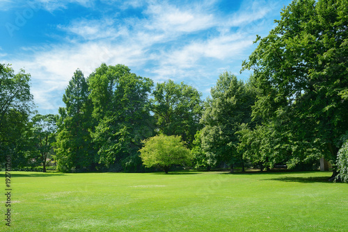 Green glade covered with grass in park. Free space for text.