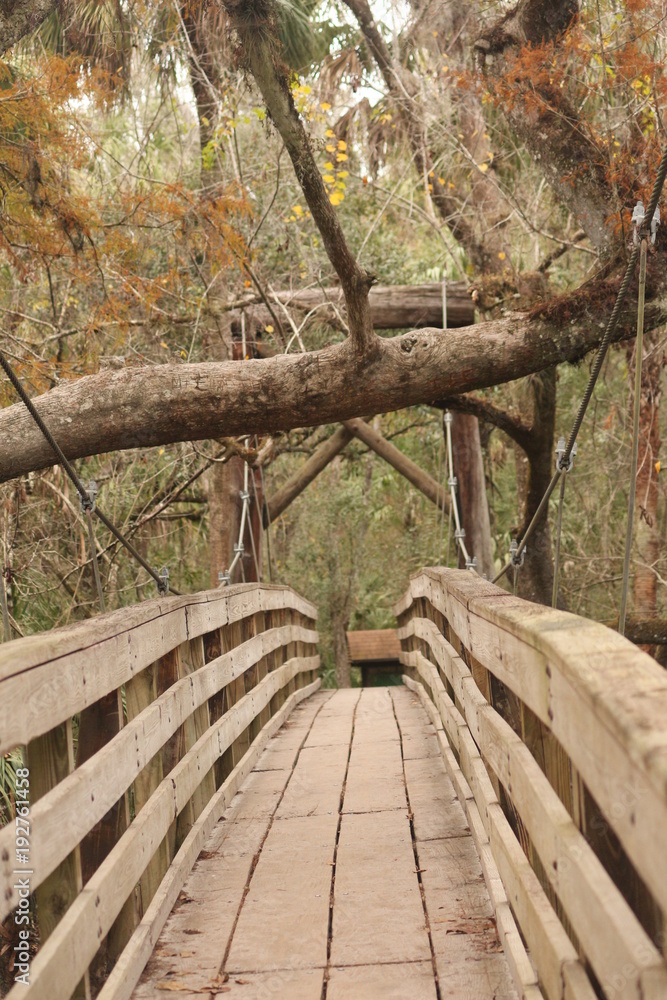 Suspension Bridge in the Woods / Forest Trail Suspension Bridge in the Woods / Forest Trail