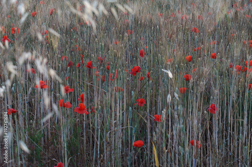 Poppies in a field of wheat - Italy