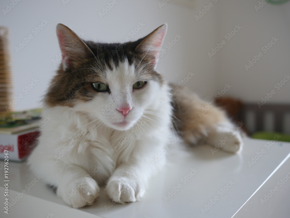 Fluffy cat sitting on table indoor