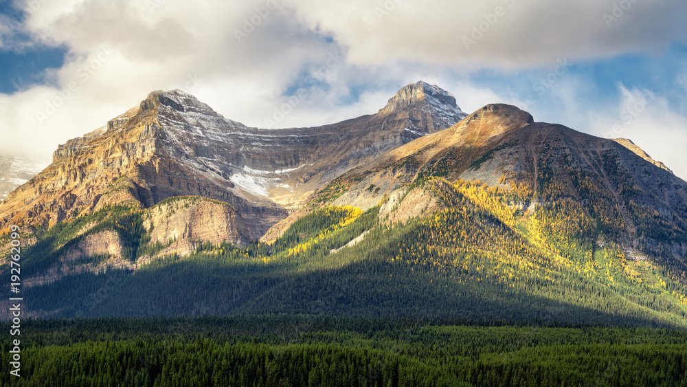 Fototapeta premium Autumn Larch Trees in Banff National Park near Lake Louise